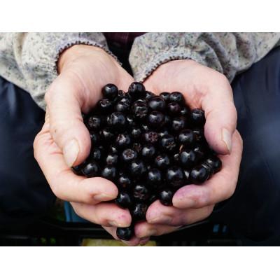 ふるさと納税 忠岡町 大和酵素の植物発酵ペースト 熟 -JUKU- 国産アロニア&国産ブルーベリー 1袋(3g×31包) |  | 03