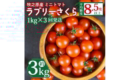 ミニ トマト フルーツ トマト ラブリーさくら うまたま 予約 受付 1kg × 3回 発送 計 3kg 国産 野菜 フルーツ 甘い 静岡県 牧之原市 山本農園