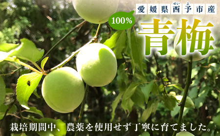 ＜愛媛県西予市産 青梅 約3kg＞ うめ ウメ あおうめ アオウメ 梅干し 梅ジュース 梅ジャム 梅シロップ 梅酒 手作り 家庭用 ご自宅用 えひめ活き生きファーマーズ 愛媛県 西予市【常温】『202