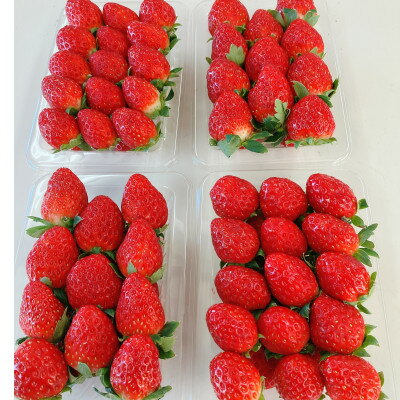 【ふるさと納税】総重量約1000g　掛川市産・紅ほっぺ レギュラーパック 4パック入【配送不可地域：離島・北海道・沖縄県・四国・九州】【1635351】