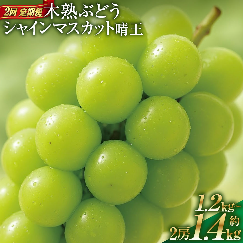 【ふるさと納税】＜選べる内容量＞【2回定期便】木熟ぶどう ハレノシャイン シャインマスカット晴王 1回あたり2房 合計約1.2kg / 合計約1.4kg ぶどう ブドウ 葡萄 フルーツ くだもの 果物 果実 デザート 冷蔵 岡山県産 国産 送料無料 【2026年9月上旬より発送開始】