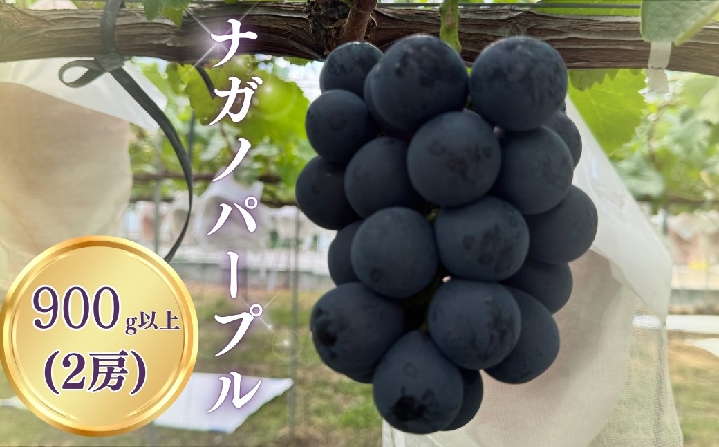 
                  【2026年先行予約】ナガノパープル 900g以上（2房）｜ナガノパープル ながのぱーぷる ぶどう 種無し 黒ぶどう 皮ごと 信州 長野 長野県 千曲市
                