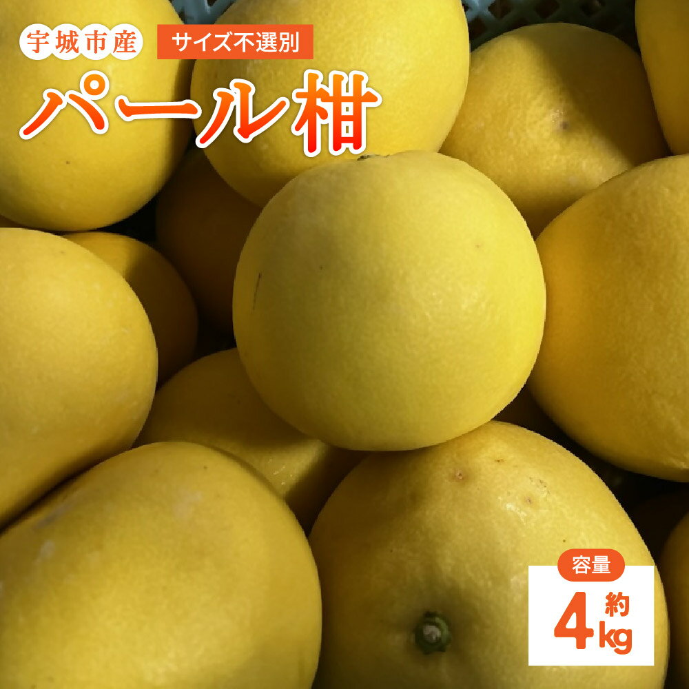 【ふるさと納税】【先行予約】 パール柑 約4kg サイズ不選別 【2026年1月下旬〜2月下旬発送予定】 文旦 大橘 柑橘 九州 熊本県 宇城市 送料無料 株式会社GGYパッケージ