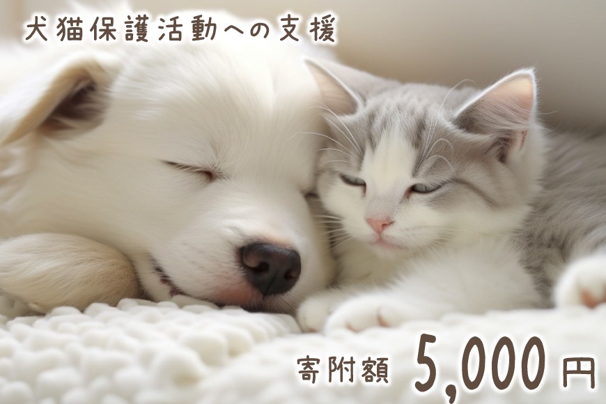 犬猫保護活動への支援 5000円 [NPO法人セブンデイズ 福岡県 筑紫野市 21760724] 保護 動物 犬 猫 犬猫 保護犬 支援 応援 イヌ ネコ いぬ ねこ ペット動物愛護 愛護 保護活動