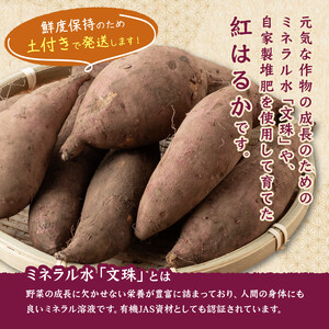 宮崎県産さつまいも　ミネラル栽培　紅はるか 2kg 【 宮崎県産 九州産 いも 芋 サツマイモ 野菜 】