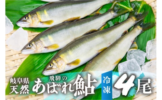 2025年産 飛騨 天然鮎 中サイズ 4尾 天然 アユ 鮎 選べる内容量 岐阜県 室田名人 宮川下流 飛騨のあばれ鮎 高級料亭御用達 急速冷凍 冷凍 あゆ 魚 天然 川魚 13000円 [Q1459_25]