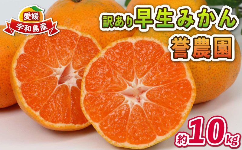 愛媛みかん 訳あり 早生みかん 10kg 誉農園 先行予約 愛媛ミカン 愛媛蜜柑 みかん 蜜柑 mikan 果物 くだもの フルーツ 柑橘 みかん 蜜柑 数量限定 農家直送 産地直送 国産 愛媛 宇和島 B010-138010