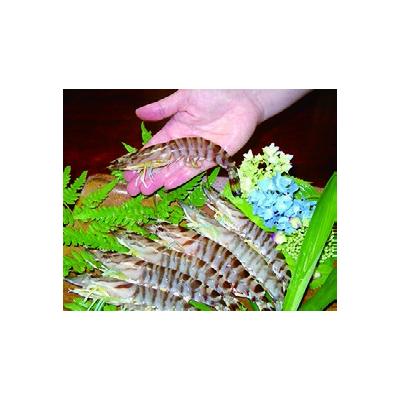 ふるさと納税 山口市 山口秋穂産活きあいおえび1kg C045 |  | 01