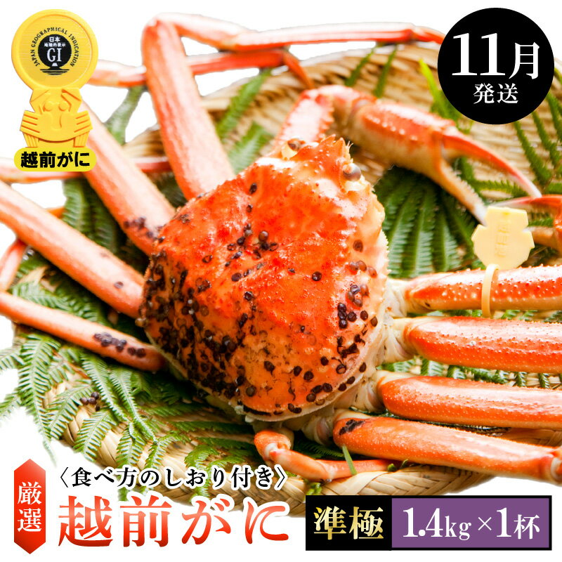 【ふるさと納税】≪浜茹で≫越前がに 準極 × 1杯（生で1.4kg以上）食べ方しおり付【雄 ズワイガニ ずわいがに 越前ガニ 姿 ボイル 冷蔵 福井県】【11月発送分】希望日指定可 備考欄に希望日をご記入ください [e14-x011_11]