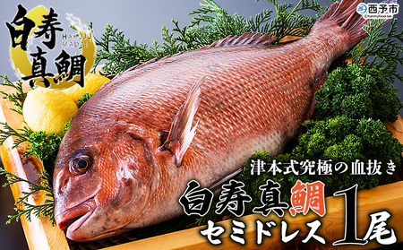 ＜津本式究極の血抜き 白寿真鯛 セミドレス 1尾（約1.5kg）＞ 鯛 タイ たい マダイ まだい 活〆 尾頭付き 養殖 特産品 魚 お祝い 内祝い ギフト 贈答 贈り物 赤坂水産 赤坂竜太郎 愛媛県 西予市【冷蔵】『1か月以内に順次出荷』MAS0001