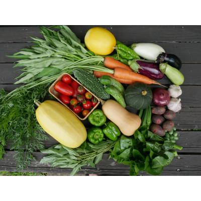 ふるさと納税 養父市 但馬の旬をお届け!採れたて野菜セット(8~9種類)