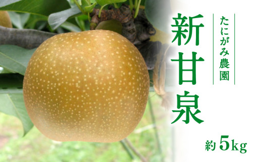 【先行予約】たにがみ農園 新甘泉梨 5kg(10～18玉) 梨 なし フルーツ 果物 くだもの 鳥取県 佐治 梨 なし ナシ