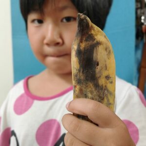 ムッチリ食感！沖縄県産アップルバナナ 2kg バナナ フルーツ 果物 無農薬 banana 沖縄市 / タカエス フルーツ＆ベジタブル[BCBH001]