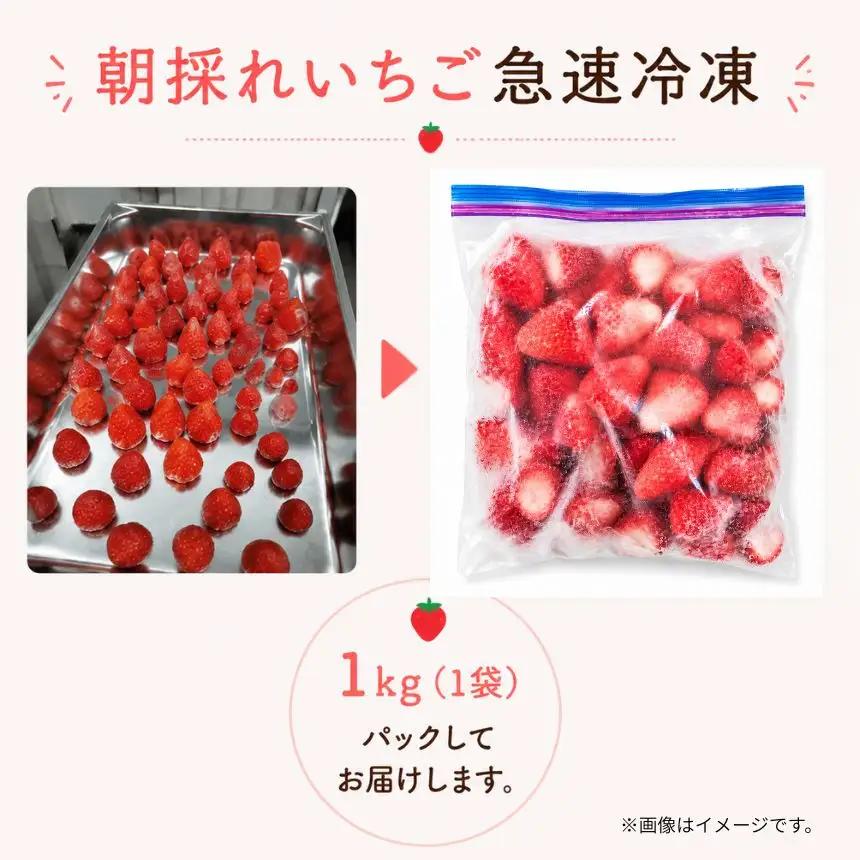 完熟・急速 冷凍いちご 5kg イチゴ| 渡邉いちご園