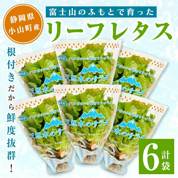 【ふるさと納税】天然水のサラダ (根付きリーフレタス) 6袋 | サラダ 野菜 根付き レタス リーフレタス 新鮮 高品質 静岡県 小山町 送料無料