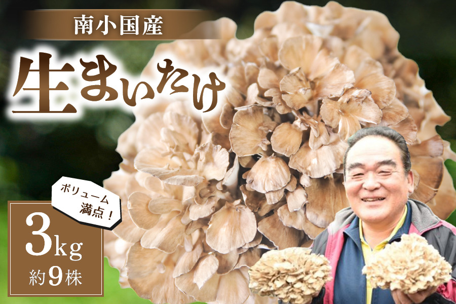 
            【熊本県阿蘇・南小国産】うまみ＆栄養が自慢♪の生まいたけ３ｋｇ（約９株） 南小国産 生まいたけ 3kg 約9株 栄養満点 きのこ キノコ まいたけ マイタケ 舞茸 野菜 ギフト 贈答用 熊本 阿蘇 南小国町 送料無料
          
