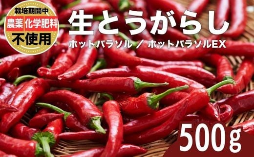 
            【選べる種類】 生とうがらし 唐辛子 ホットパラソル ホットパラソルEx 500g 栽培期間農薬不使用 化学肥料不使用 除草剤不使用 有機肥料使用 竹原産 グッドソイルグループ
          