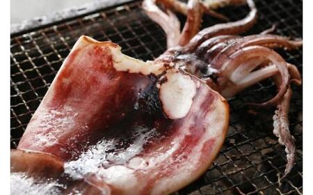 柔らか肉厚スルメイカ 一夜干し 約50cm×3枚セット