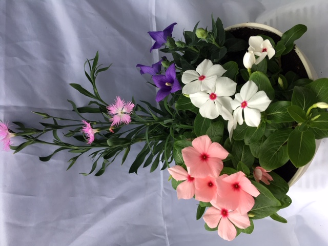 伊川谷町産「花農家による寄せ植え鉢」（約7～8号サイズ）