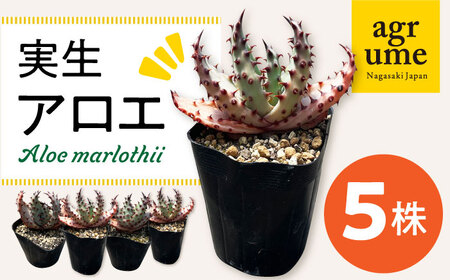 実生アロエ Aloe marlothii 5株 長与町/アグリューム [EAI110]  観葉植物 多肉植物 苗 植物 アロエ あろえ インテリア