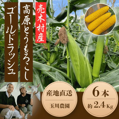 【ふるさと納税】【2025年発送】長野県売木村産 朝採れ高原とうもろこし「ゴールドラッシュ」6本入り【配送不可地域：離島】【1579213】