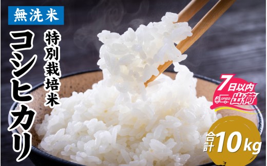 令和7年産【無洗米】特別栽培米 福井県産コシヒカリ  10kg (5kg×2袋)  [C-020032] /  白米 無洗米 こめ コメ 米 有機適合肥料100% 10キロ 真空パック もっちり 甘い 米 こしひかり 国産 福井県 福井市 東郷
