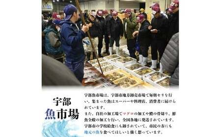 【北海道・東北・沖縄・離島配送不可／着日指定必須】市場直送！とらふぐ 身欠き 1匹分 600g前後 海鮮 フグフグフグ