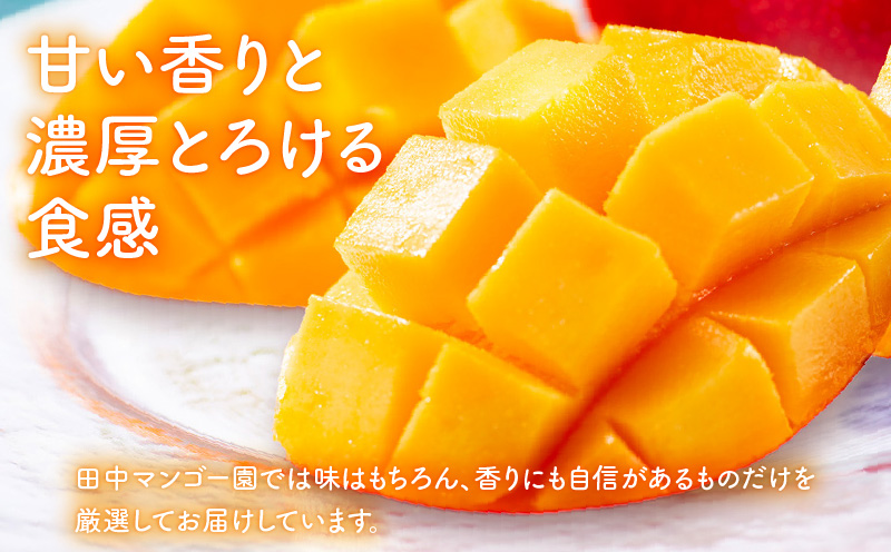 【2025年先行予約】沖永良部完熟アップルマンゴー1kg（2～3玉）　W001-009u
