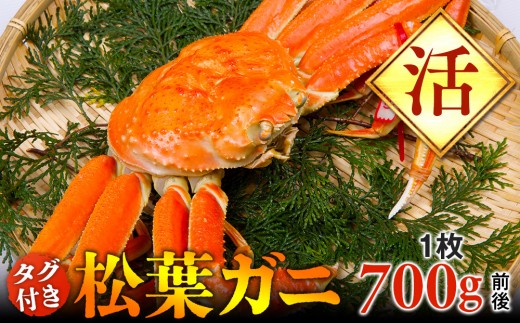 【活】タグ付き松葉ガニ　中1枚（700g前後）◇【着日指定不可】※2025年11月上旬～2026年3月下旬頃に順次発送予定《かに カニ 蟹》|蟹 かに 松葉ガニ 松葉蟹 鳥取県産 北栄町 おすすめ 人気
