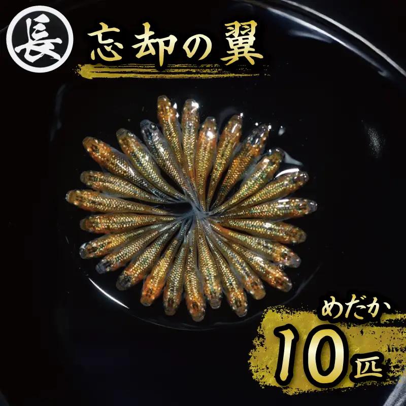 【めだか】忘却の翼　オス・メス　ランダム10匹   牧之原市 丸長