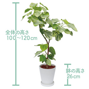 2026年9月上旬～発送【観葉植物】ラブリィハート 100cm～120cm【農林水産省 品種登録】 T&P IB057-016 観葉植物 ※北海道・沖縄・離島配送不可