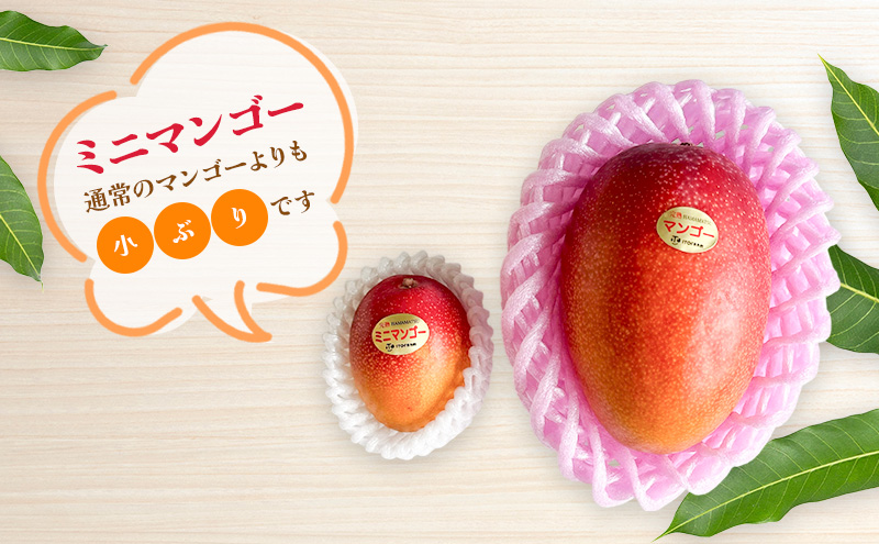 【受付期間7月10日まで】マンゴー 完熟ミニマンゴー 約800g(