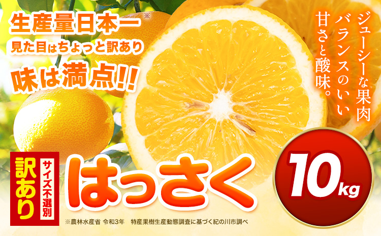 見た目は訳あり中身は変わらぬ美味しさ ご家庭用 はっさく 約10kg (サイズ不選別) 早生･晩生指定不可《2027年2月上旬-3月中旬に出荷予定(土日祝除く)》紀の川市 八朔 柑橘 果物 フルーツ 