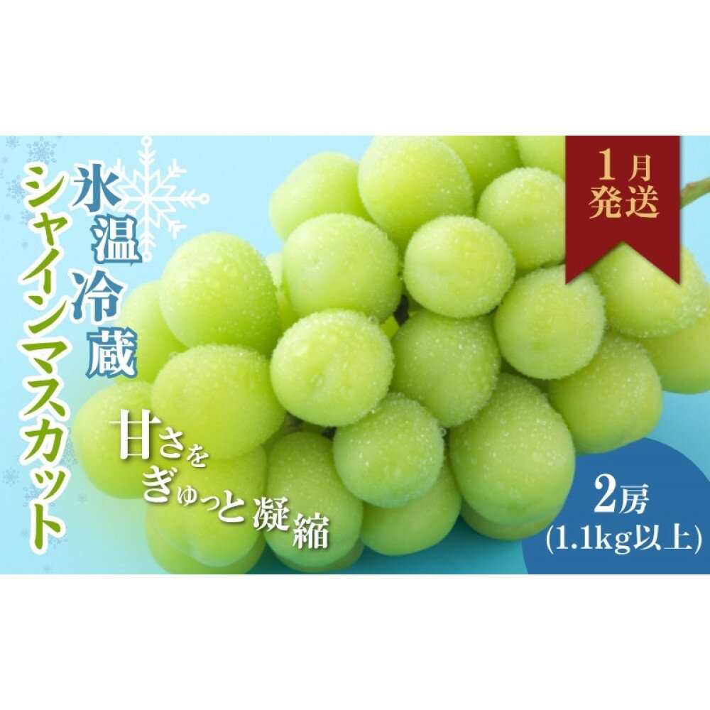 【ふるさと納税】信州やなぎさわ農園果逢　信州産シャインマスカット（1月発送）冷蔵2房(合計1.1kg以上)大粒&大房 | 果物 ぶどう フルーツ 冷蔵 人気 おすすめ 糖度 甘い ギフト 産地直送 高級 通販 送料無料 長野県 長野市 信州 信濃 ふるさと納税