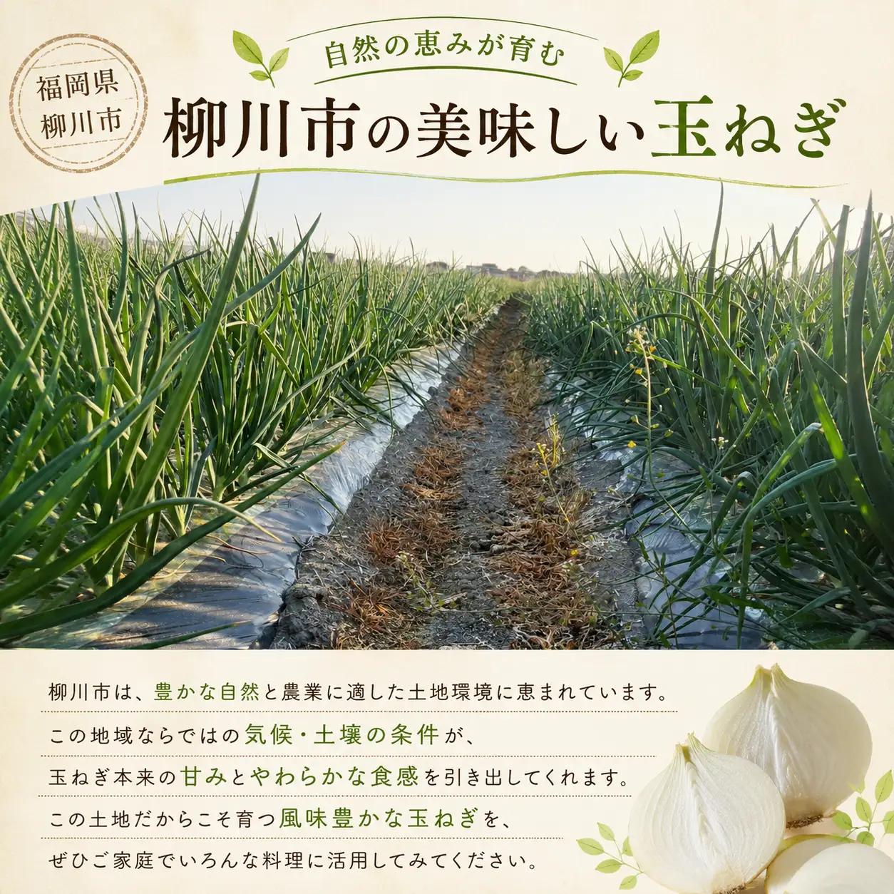 【先行予約】玉ねぎ 5kg | 玉ねぎ