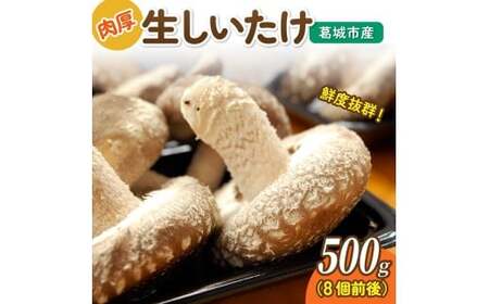しいたけ 葛城市産生しいたけ（500g） 8個前後 【kobo003】