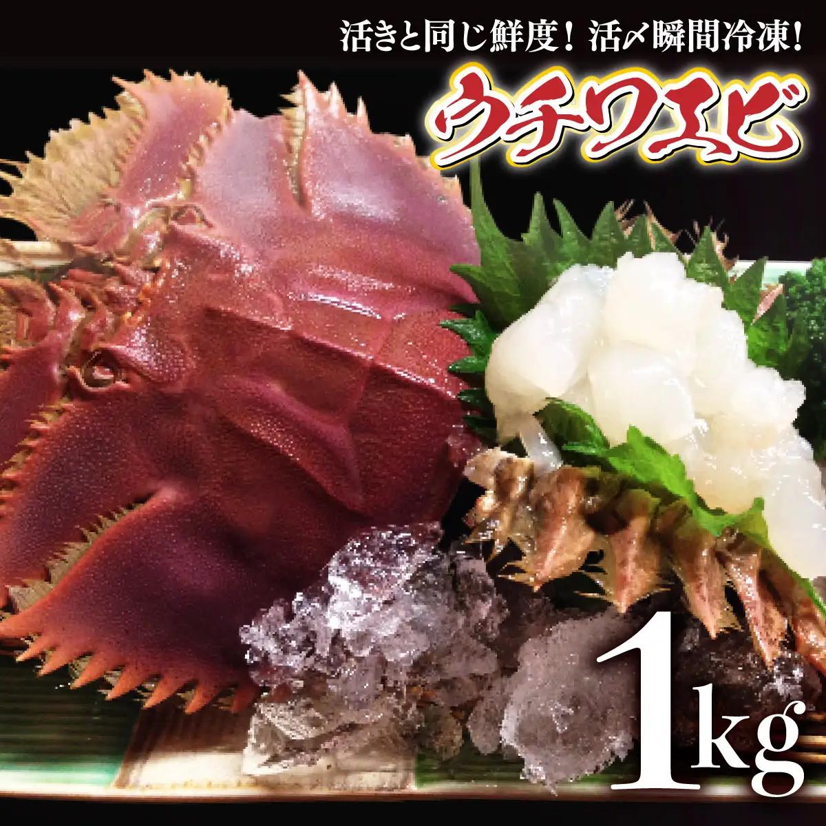活〆ウチワエビ6~10匹 1000gセット＜数量限定＞ S209 【株式会社森海家】