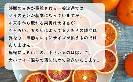 先行予約 ＜無茶々園のブラッドオレンジ 約3kg＞ フルーツ 果物 ぶらっとおれんじ みかん ミカン 蜜柑 柑橘 期間限定 季節限定 無茶々園 食べて応援 特産品 愛媛県 西予市【常温】『2025年3