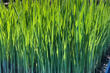 【期間限定発送】 米 令和7年 コシヒカリ 4.5kg [ご馳走畑 静岡県 吉田町 22424520] 令和7年産 お米 コメ 白米 おこめ こめ