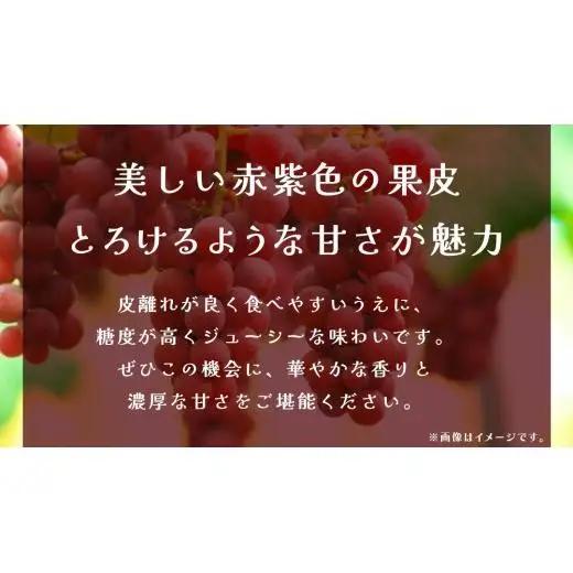 クインニーナ 約2.5kg (4～6房) 【2026年8月下旬発送開始】(茨城県共通返礼品：大子町)