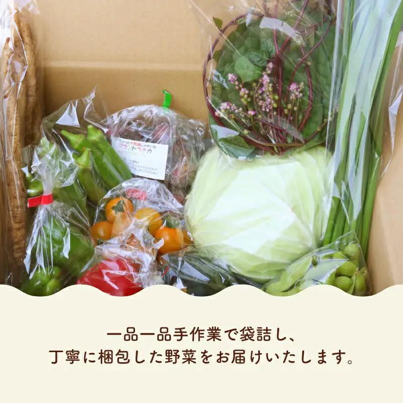 【6回定期便 野菜】南国土佐の季節の野菜セット
