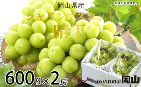 ぶどう 2026年 先行予約 シャイン マスカット 晴王 約600g×2房 8月下旬～11月下旬発送 ブドウ 葡萄  岡山県産 国産 フルーツ 果物 ギフト 岡山の葡萄 デザート 食後 