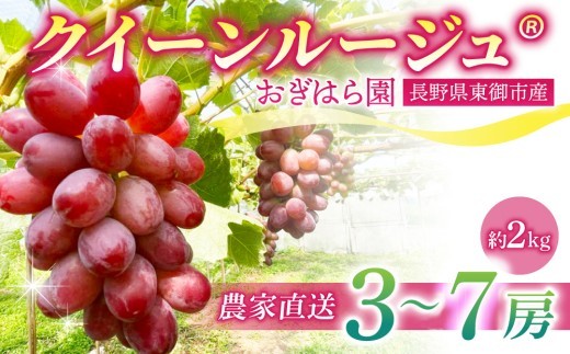 
                  【先行受付2026年発送】農家直送！朝採れクイーンルージュ(R)3～7房（約2kg）｜おぎはら園 ※2026年9月下旬～10月上旬順次発送
                