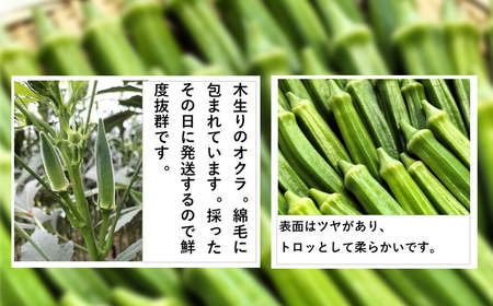 トロッとおいしいオクラ＜約600g＞　50P3254