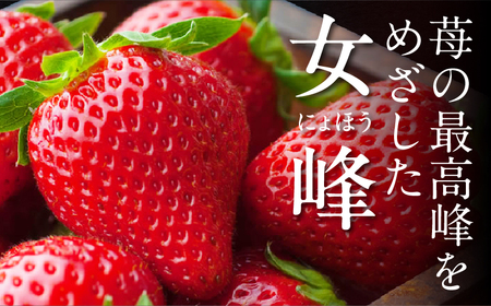 NATSUMI ICHIGO 女峰 約600g以上（2026年1月～6月配送）| いちご フルーツ 果物 果実 デザート スイーツ おすすめ 人気 贈答 贈り物 化粧箱 旬 旬の果物 旬のいちご ご褒