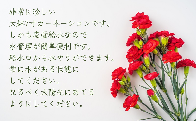 【2025母の日 先行予約】7寸カーネーション　赤 母の日ギフト 花 フラワー  植物 お花 贈り物 珍しいカーネーション 底面給水 母の日のプレゼント 