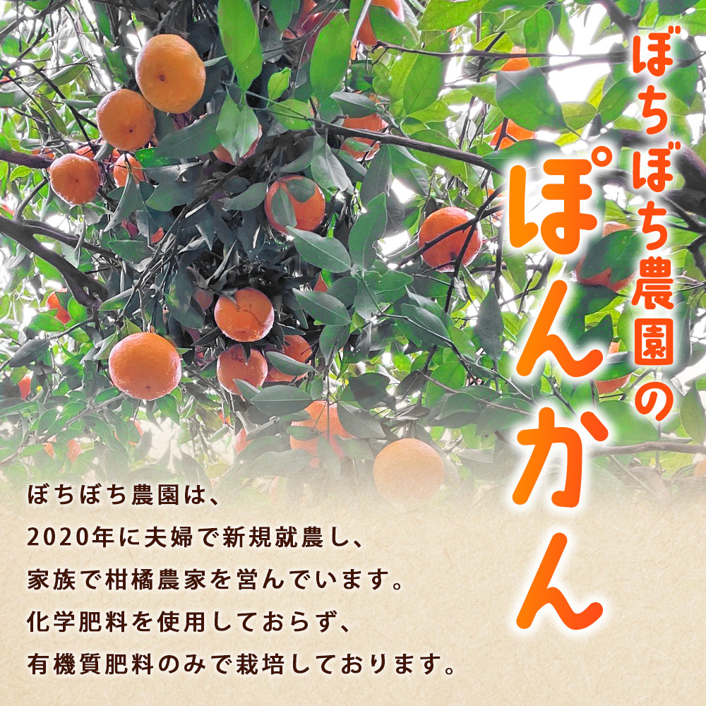ぼちぼち農園のぽんかん5kg　家庭用