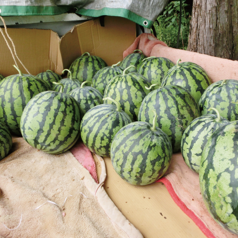 【先行予約】【6月中旬～7月末まで発送】茨城県産大玉すいか2玉（Lサイズ）【吉田農園】【スイカ 西瓜 2玉 先行予約 6月 果物 フルーツ 国産 阿見町 甘い】(21-01-1)