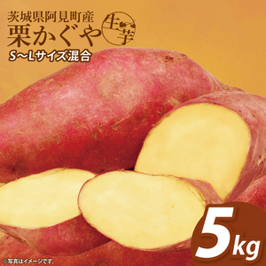【12月下旬より順次発送】さつまいも くりかぐや5kg【甘藷 甘い さつま芋 サツマイモ 薩摩芋 茨城県産 茨城県 阿見町】(90-01)