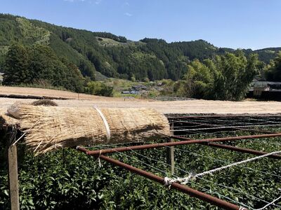 お茶 計 8 袋 飲み比べ セット 静岡県 藤枝市 薮崎園  | お茶    